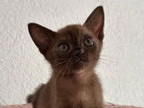 Adorables chatons Burmese Anglais à vendre