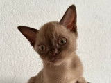 Adorables chatons Burmese Anglais à vendre