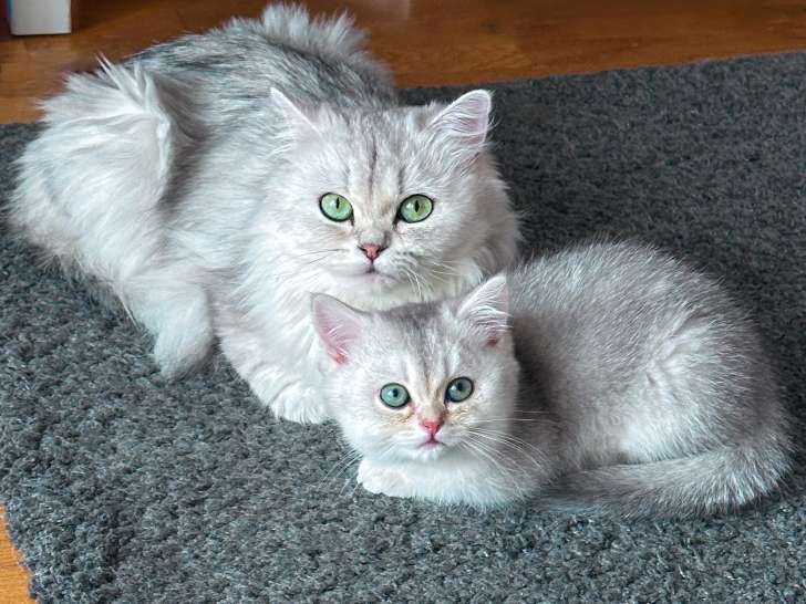 Tchoupie (la maman) et Yoda (m)