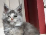Chatons Maine Coon à vendre
