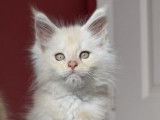 Chatons Maine Coon à vendre