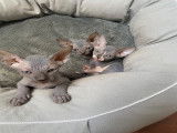 Chatons Sphynx LOOF à vendre