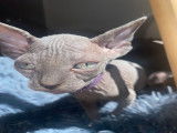 Chatons Sphynx LOOF à vendre