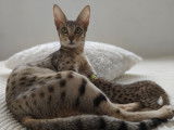 Chaton Savannah LOOF à vendre