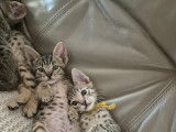 Chaton Savannah LOOF à vendre