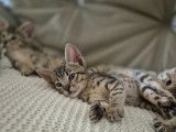 Chaton Savannah LOOF à vendre