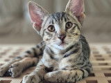 Chaton Savannah LOOF à vendre