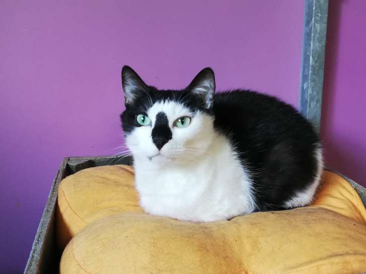 Chatte de 3 ans à accueillir