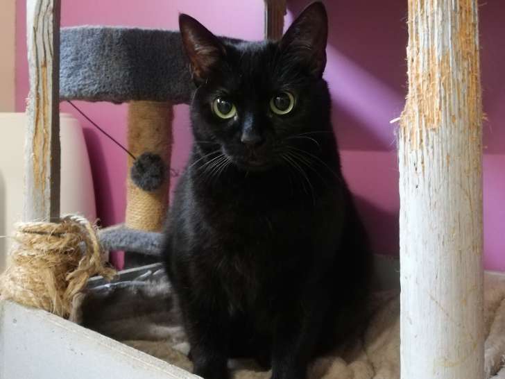 Chatte noire en quête d’un foyer