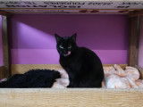 Chatte noire en quête d’un foyer