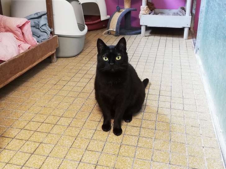 Chatte de 3 ans à la recherche d’un foyer convivial