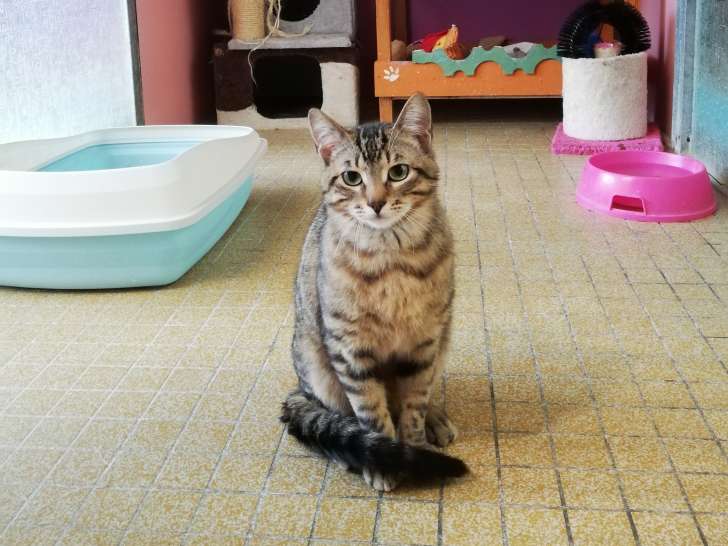 Chaton mâle tigrée