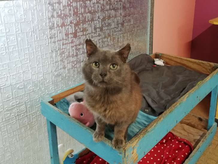 Chat de 10 ans