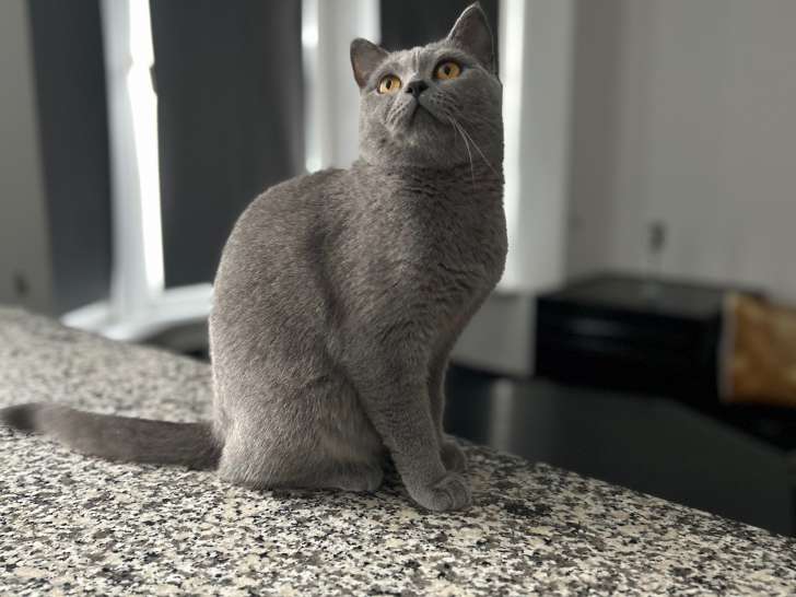 Femelle British Shorthair à vendre