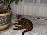 Mâle Bengal disponible pour saillie