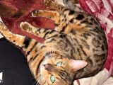 Mâle Bengal disponible pour saillie