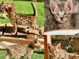 À réserver : 4 chatons Savannahs LOOF