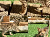 À réserver : 4 chatons Savannahs LOOF