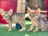 À réserver : 4 chatons Savannahs LOOF