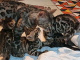 5 chatons Bengals LOOF disponibles à la réservation