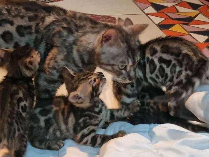 5 chatons Bengals LOOF disponibles à la réservation