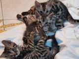 5 chatons Bengals LOOF disponibles à la réservation