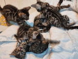 5 chatons Bengals LOOF disponibles à la réservation