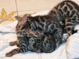 5 chatons Bengals LOOF disponibles à la réservation