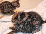 5 chatons Bengals LOOF disponibles à la réservation