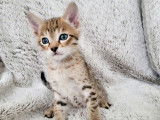 2 chatons mâles Savannahs LOOF à réserver