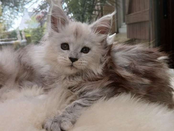 À vendre : 5 chatons Maine Coons LOOF