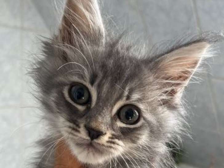9 chatons Maine Coons LOOF disponibles à la vente