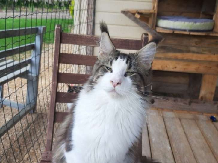 Un chaton mâle Maine Coon LOOF à vendre