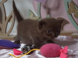 3 chatons British Shorthairs LOOF à réserver