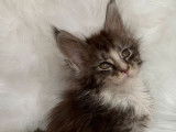 Un chaton m&acirc;le Maine Coon LOOF disponible &agrave; la vente