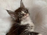 Un chaton m&acirc;le Maine Coon LOOF disponible &agrave; la vente