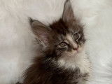 Un chaton m&acirc;le Maine Coon LOOF disponible &agrave; la vente
