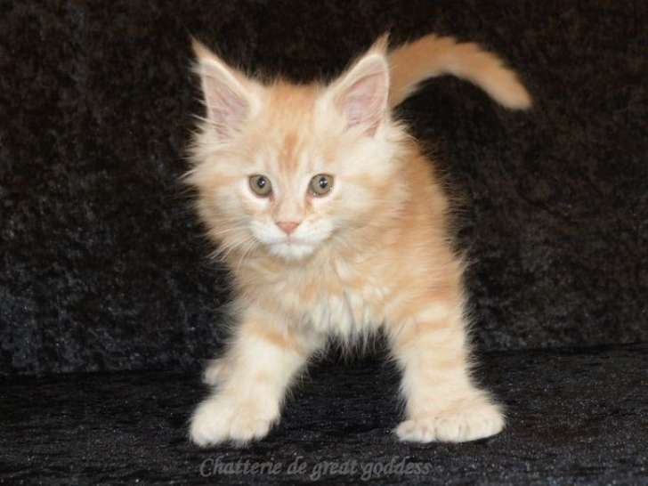 3 chatons mâles Maine Coons LOOF, à réserver