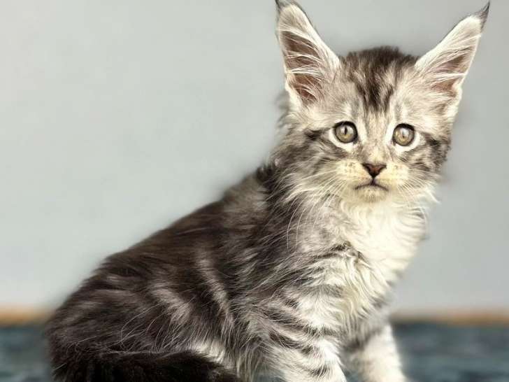 À réserver : 4 chatons Maine Coons inscrits au LOOF