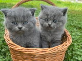 Chatons British Shorthair à vendre