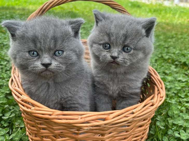 Chatons British Shorthair à vendre