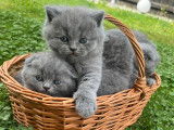 Chatons British Shorthair à vendre