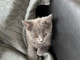 Chatonne British Shorthair à vendre