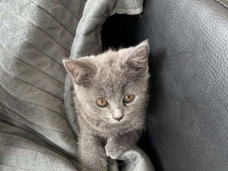 Chatonne British Shorthair à vendre