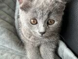 Chatonne British Shorthair à vendre