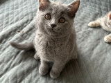 Chatonne British Shorthair à vendre