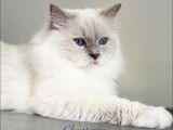 Disponible à la saillie : 1 chat Ragdoll LOOF