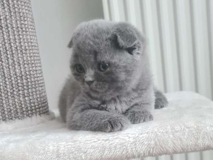 British a vendre