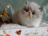 À réserver : 3 chatons Persans LOOF