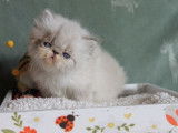 À réserver : 3 chatons Persans LOOF